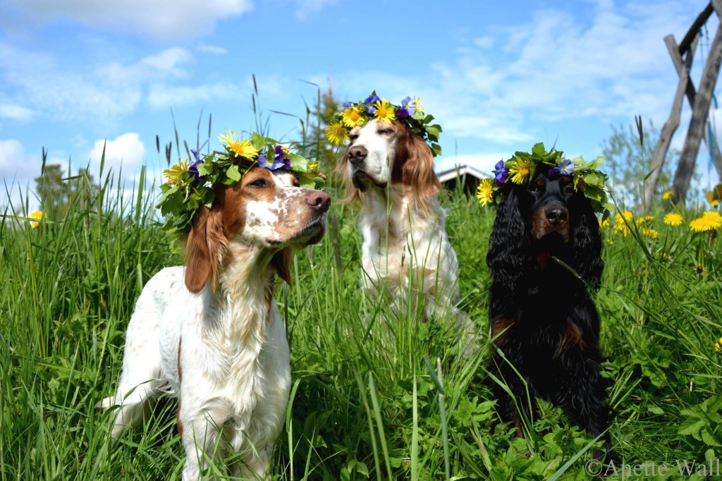 Midsommar